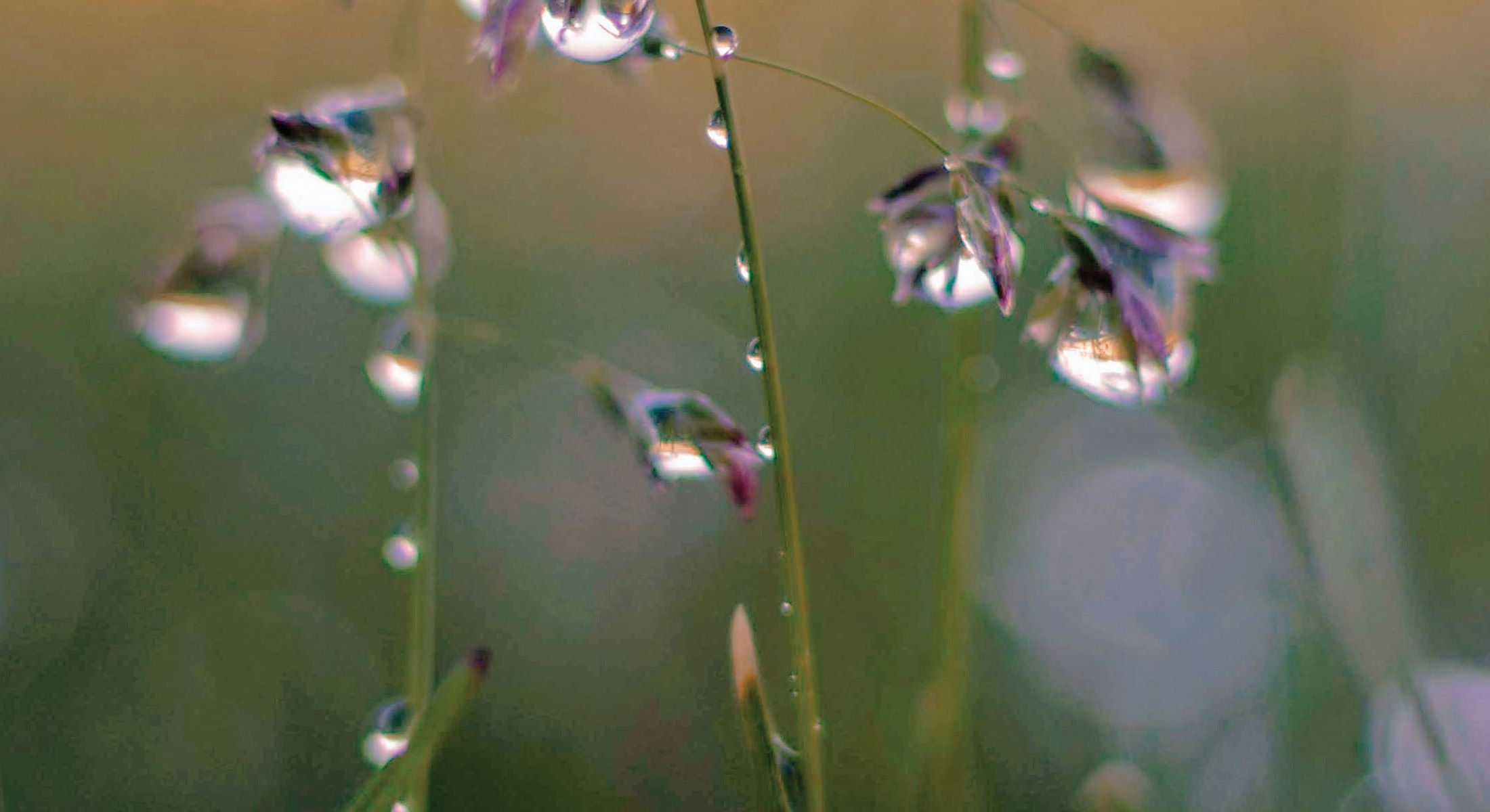 photo of dew drops on a flower