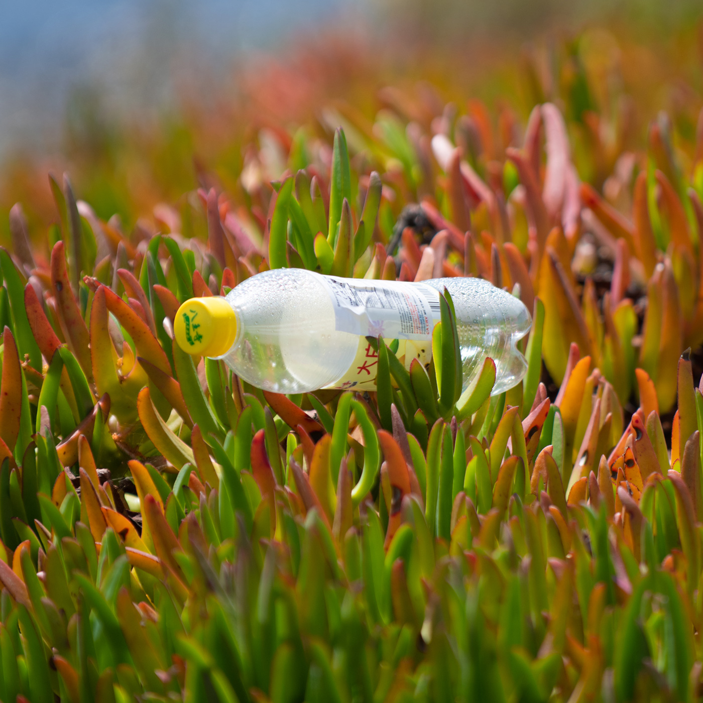 A discarded plastic water bottle sitting in succulent groundcover, illustrating the importance of pollution prevention as highlighted in the LA County water FAQ.