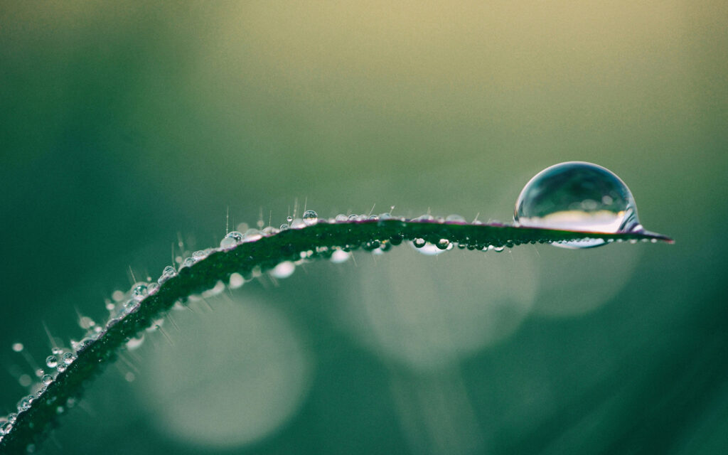 photo of dew drop on a flower