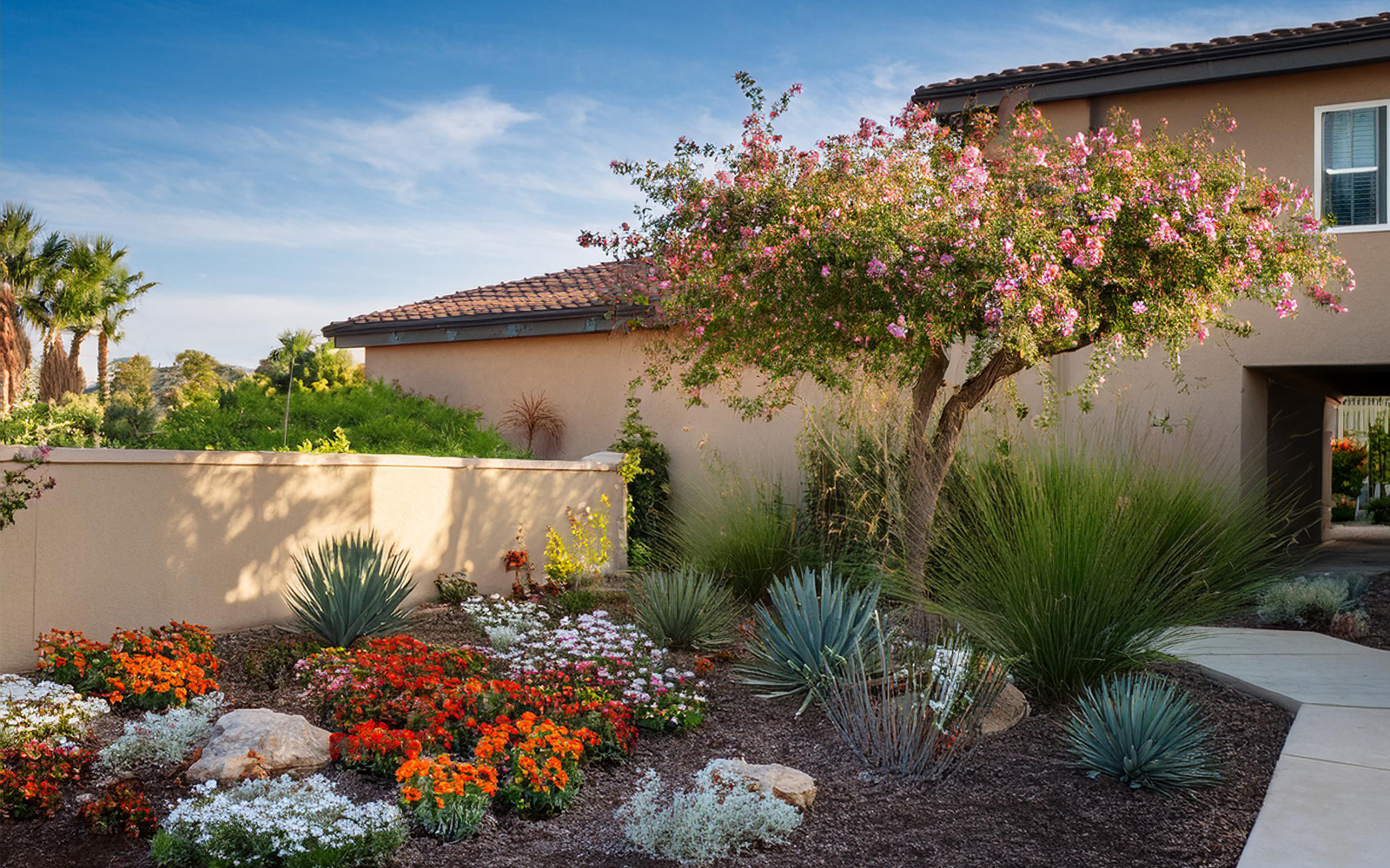 A colorful drought-tolerant front yard featuring orange and pink flowers, succulents, and a desert-willow tree in front of a residential home.