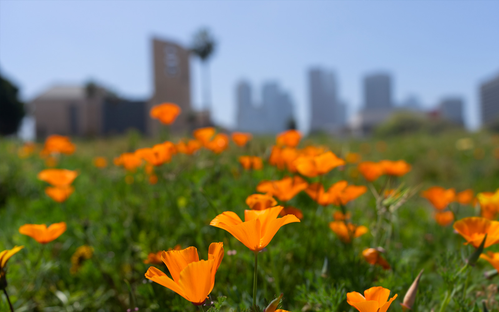 A vibrant field of orange California poppies blooming in the foreground with a blurred skyline of Los Angeles buildings in the distance