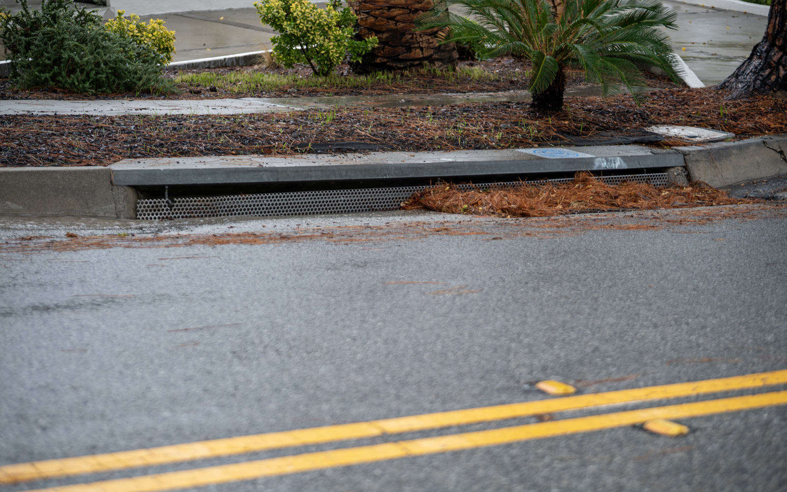 Close-up of a street curb and storm drain inlet with pine needles and debris collected after a rainfall