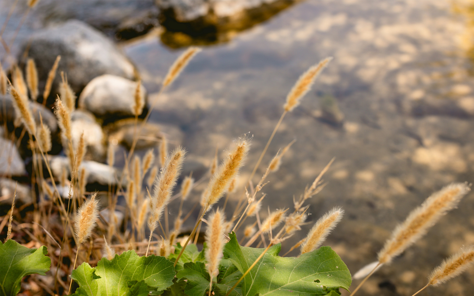 a photo of foxtails next to a stream