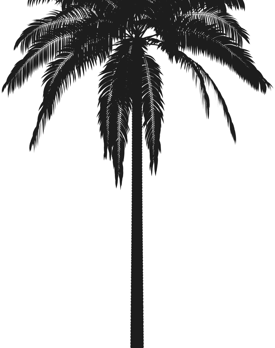 photo of a palm tree
