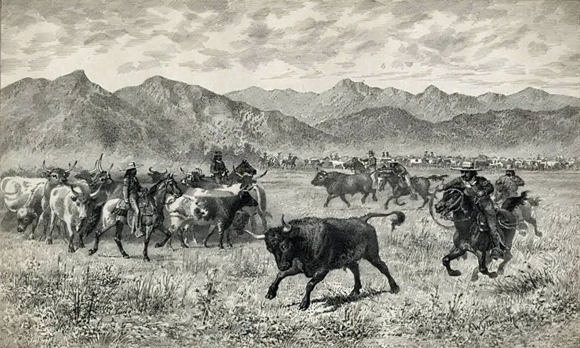 illustration of cowboys wrangling cattle