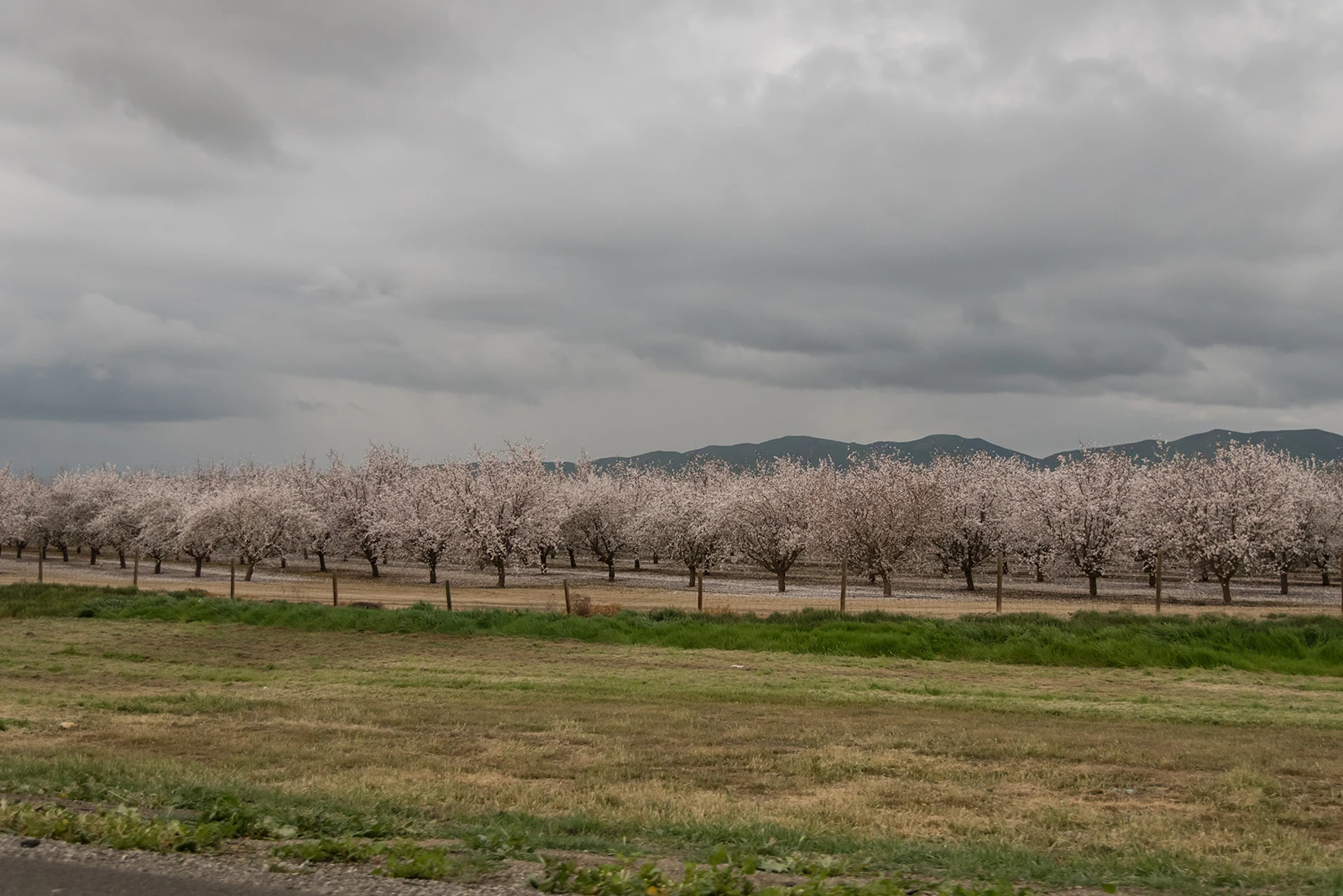 photo of the San Joaquin Valley Almond Orchard